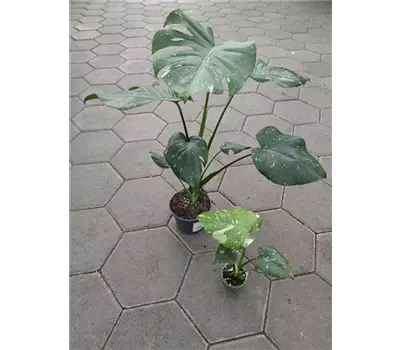 Monstera Thai Constellation - 12cm Topf