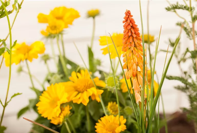 Kniphofia uvaria, orange