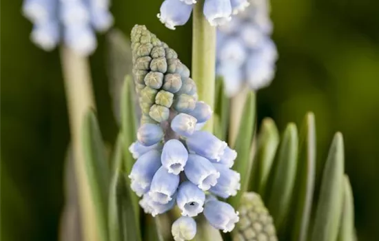 Fliegende Ostertassen Fliegende Ostertassen