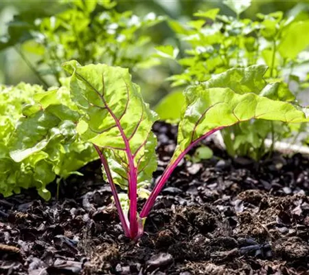 Mangold – die Rübe mit der gewissen Würze