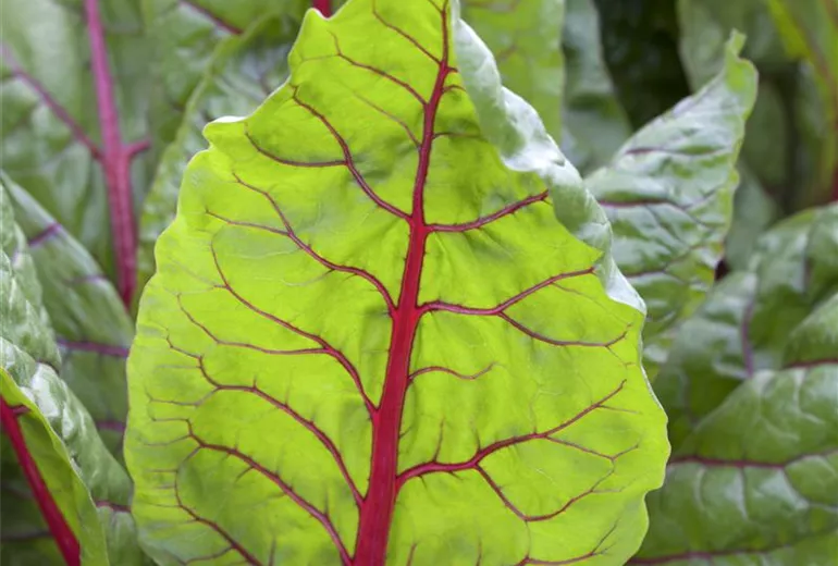 Beta vulgaris var. cicla 'Bright Lights'