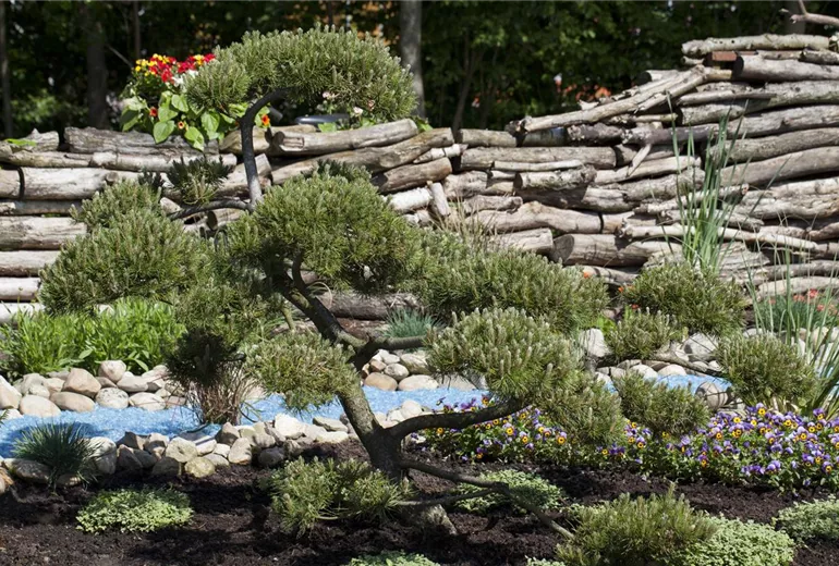 Pinus mugo var. mughus, Bonsai, 25 Jahre alt