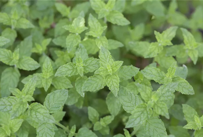 Mentha x piperita