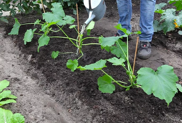 Zucchini - Einpflanzen im Gemüsebeet (thumbnail)