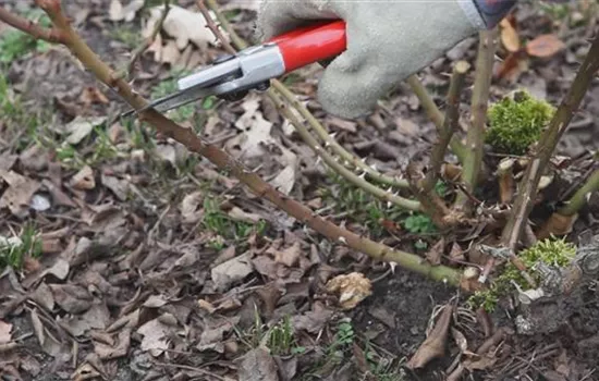 Beetrosen - Zurückschneiden im Frühling Beetrosen - Zurückschneiden im Frühling