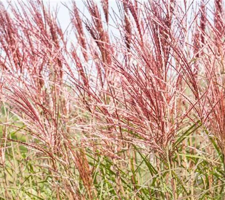 Ziergräser im Garten sind vielfältig einsetzbar 