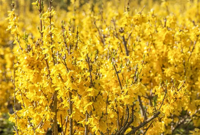 Forsythia x intermedia