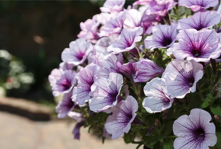 Petunia, zweifarbig