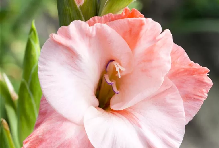 Gladiolus, rot-weiß