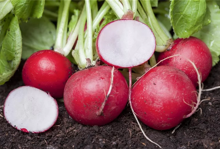 Raphanus sativus var. sativus