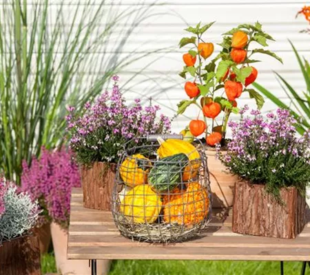 Mit der Lampionblume den Garten festlich schmücken