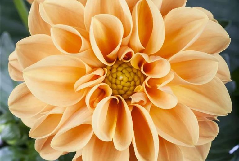 Dahlia