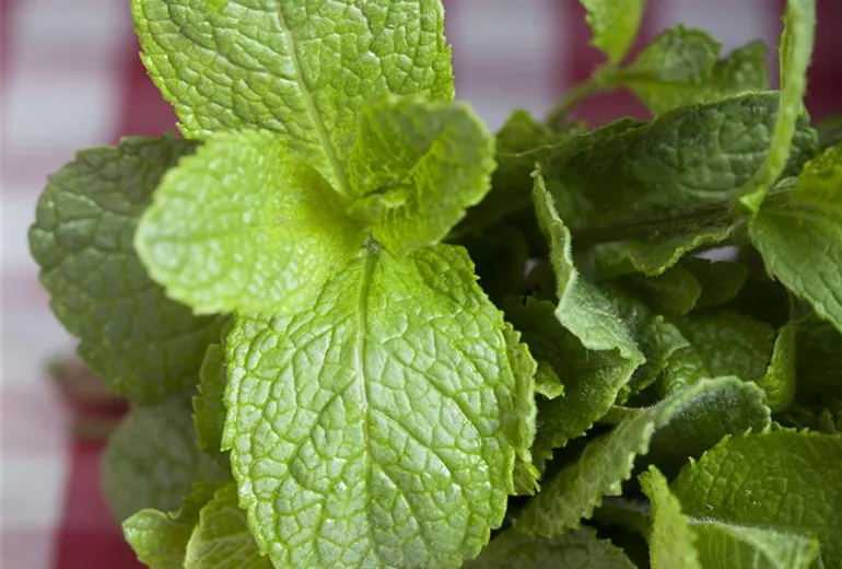 Mentha