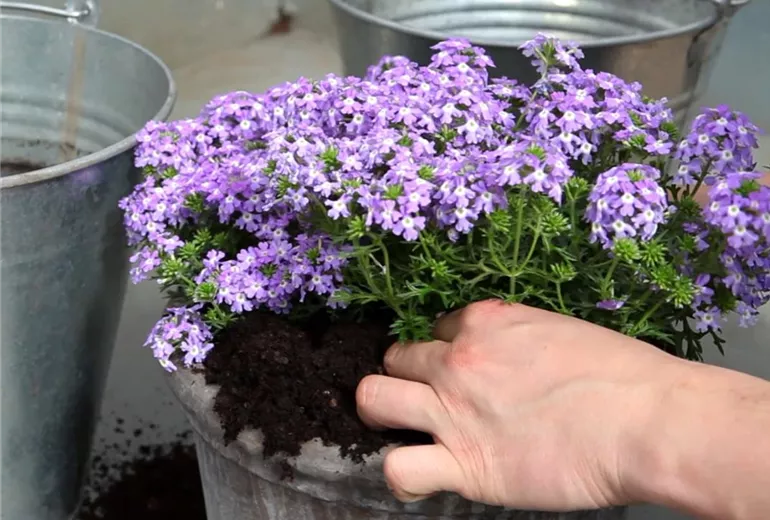 Eisenkraut - Einpflanzen in ein Gefäß (4) Eisenkraut - Einpflanzen in ein Gefäß (4)